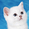 Купить котенка британской шиншиллы из Казанского питомника NeoLit Елены Лицкевич.