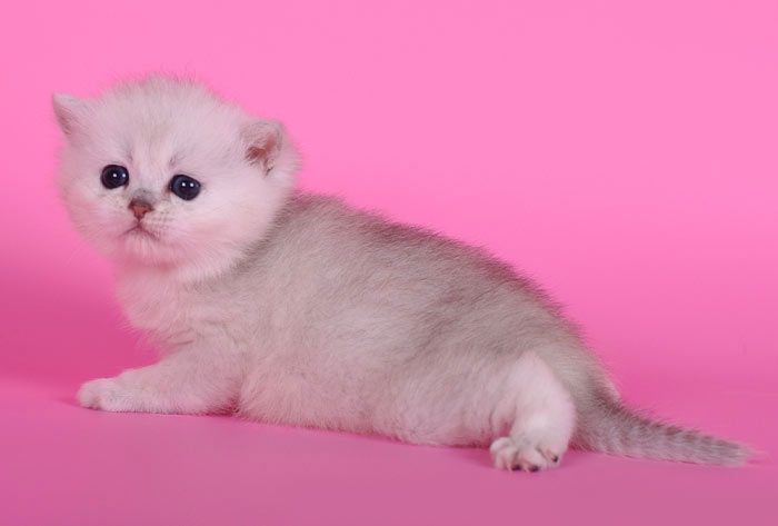маленький и пушистый комочек – котёнок, породы британская короткошерстная шиншилла из Казани 