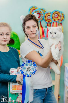 Выставка кошек йошкар ола. Выставка кошек в Йошкар-Оле 2022.